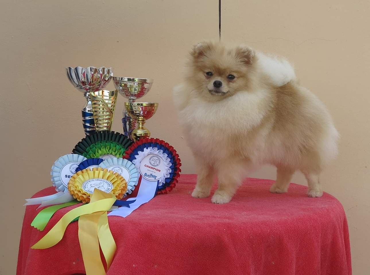 פומרנייאן גזעי עם גביעיי ניצחון