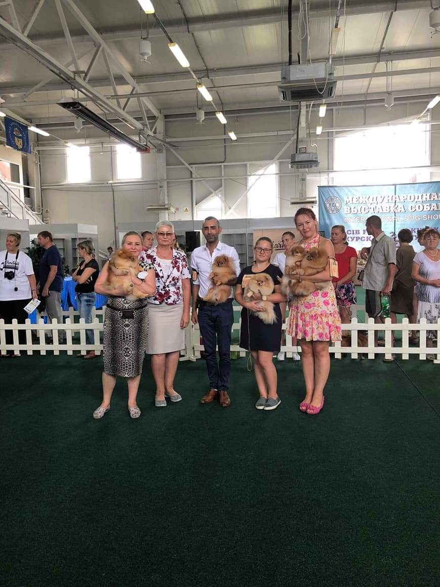 כלבי פומרניאן בתערוכה