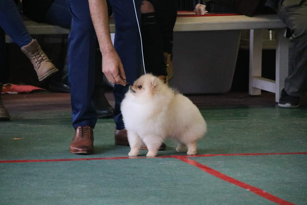 גורת פומרניאן בתערוכת כלבים בישראל