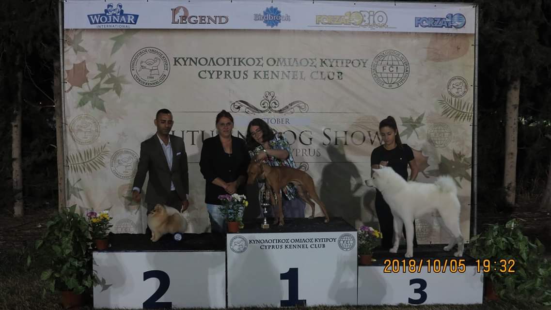 פומרניין גזעי