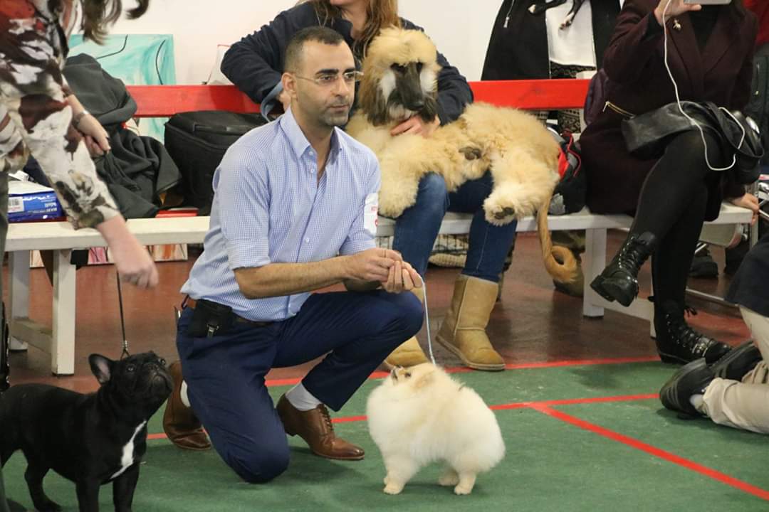 אלדד שרון מציג כלבת פומרניאן בתערוכת כלבים