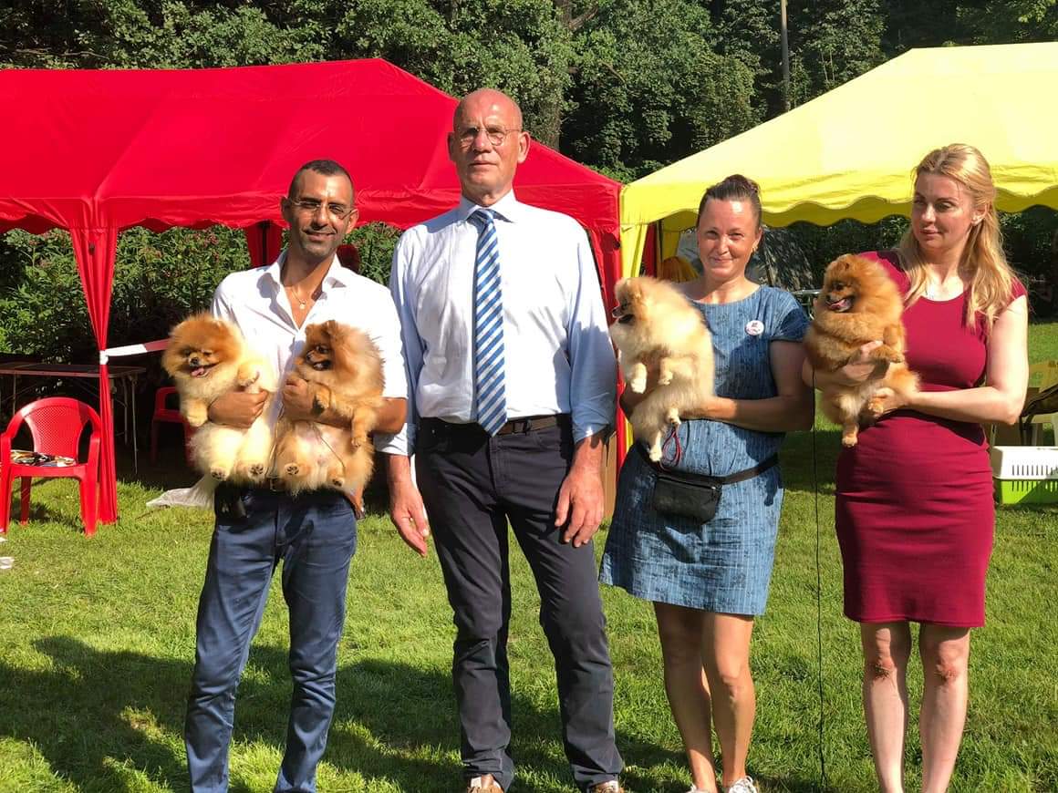 כלב פומרניאן