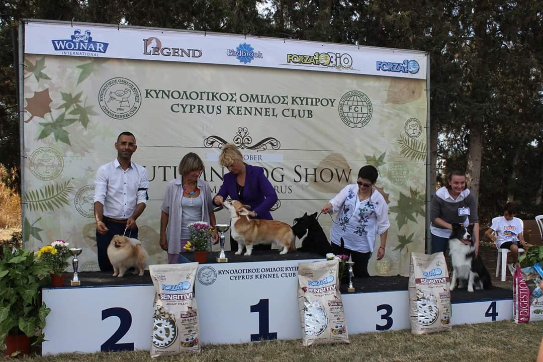 פומרניאן ישראלי זוכה בתערוכה בקפריסין