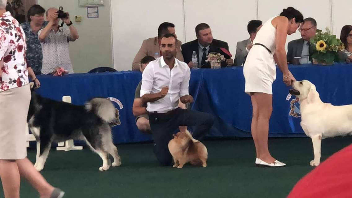 פומרניאן גזעי