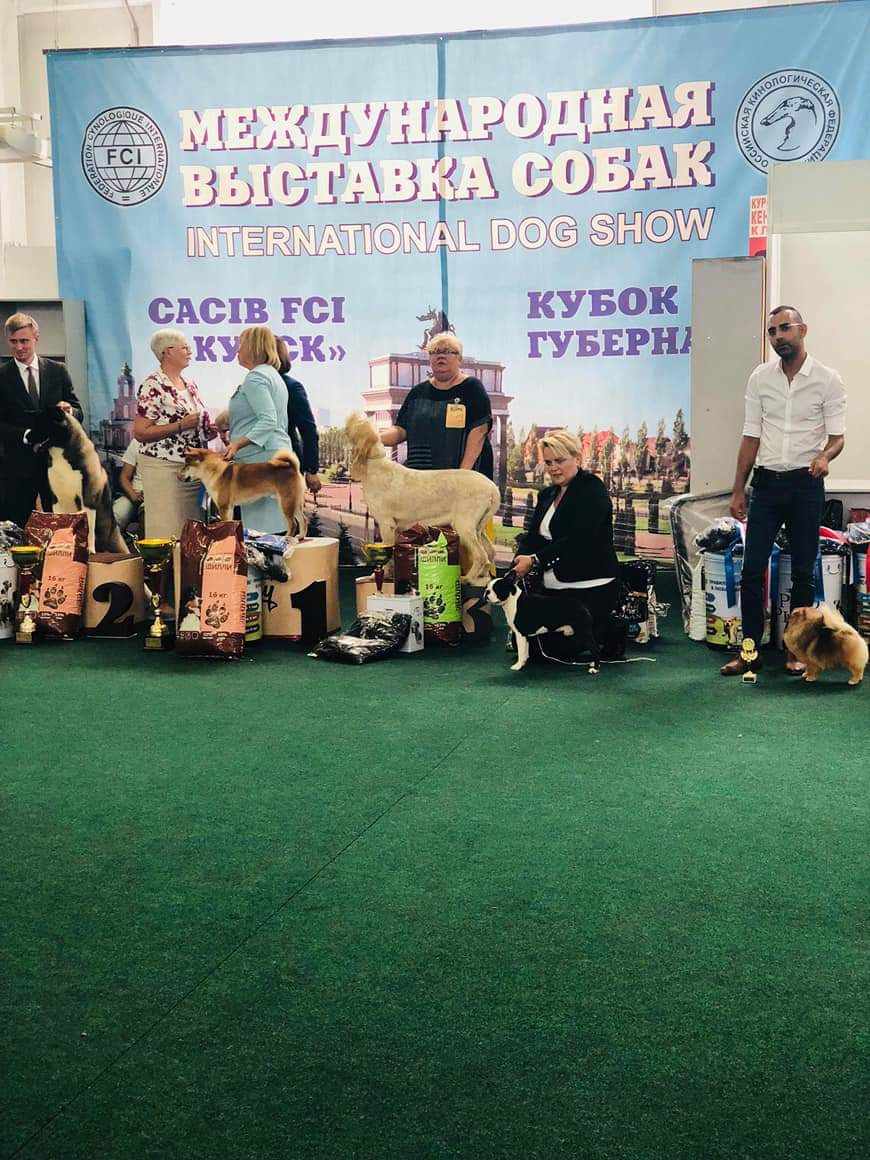 תערוכת כלבים