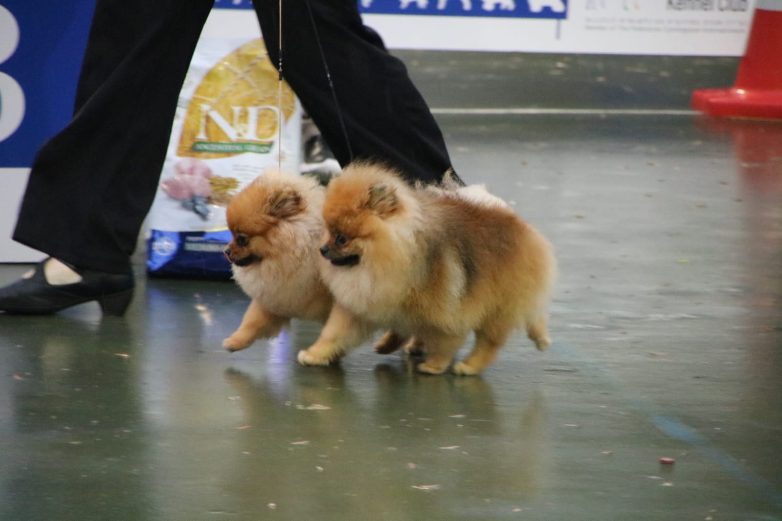 זוג כלבי פומרניין
