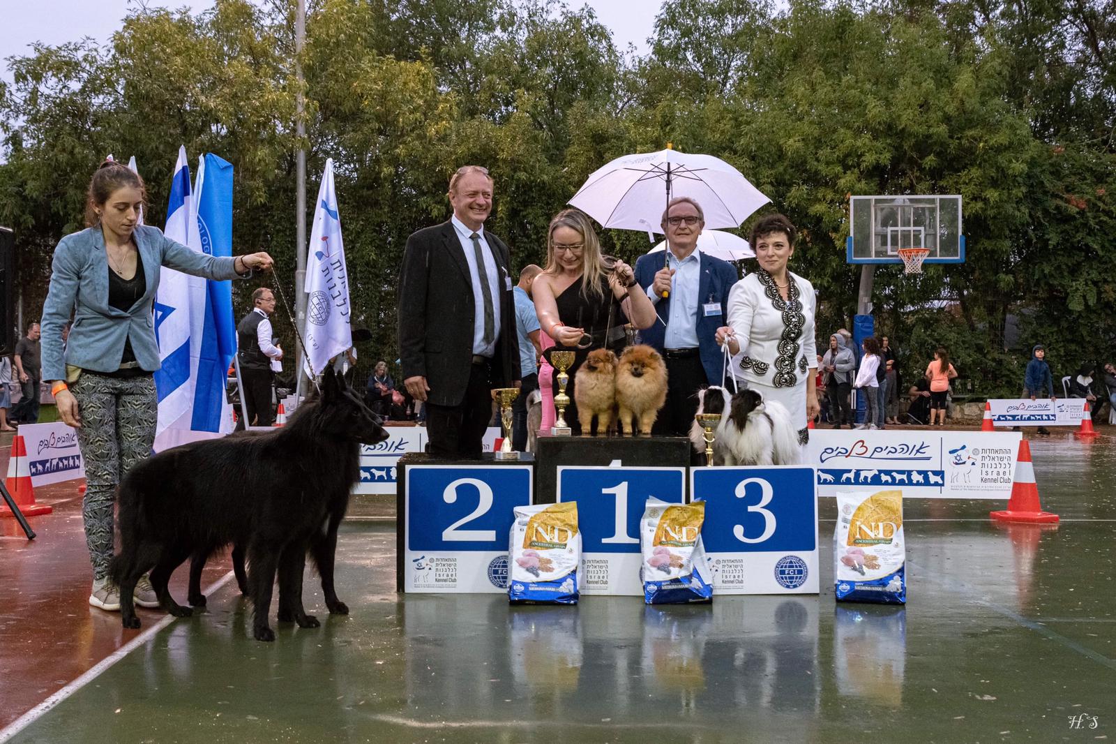 כלבי פומרניאן בתערוכה