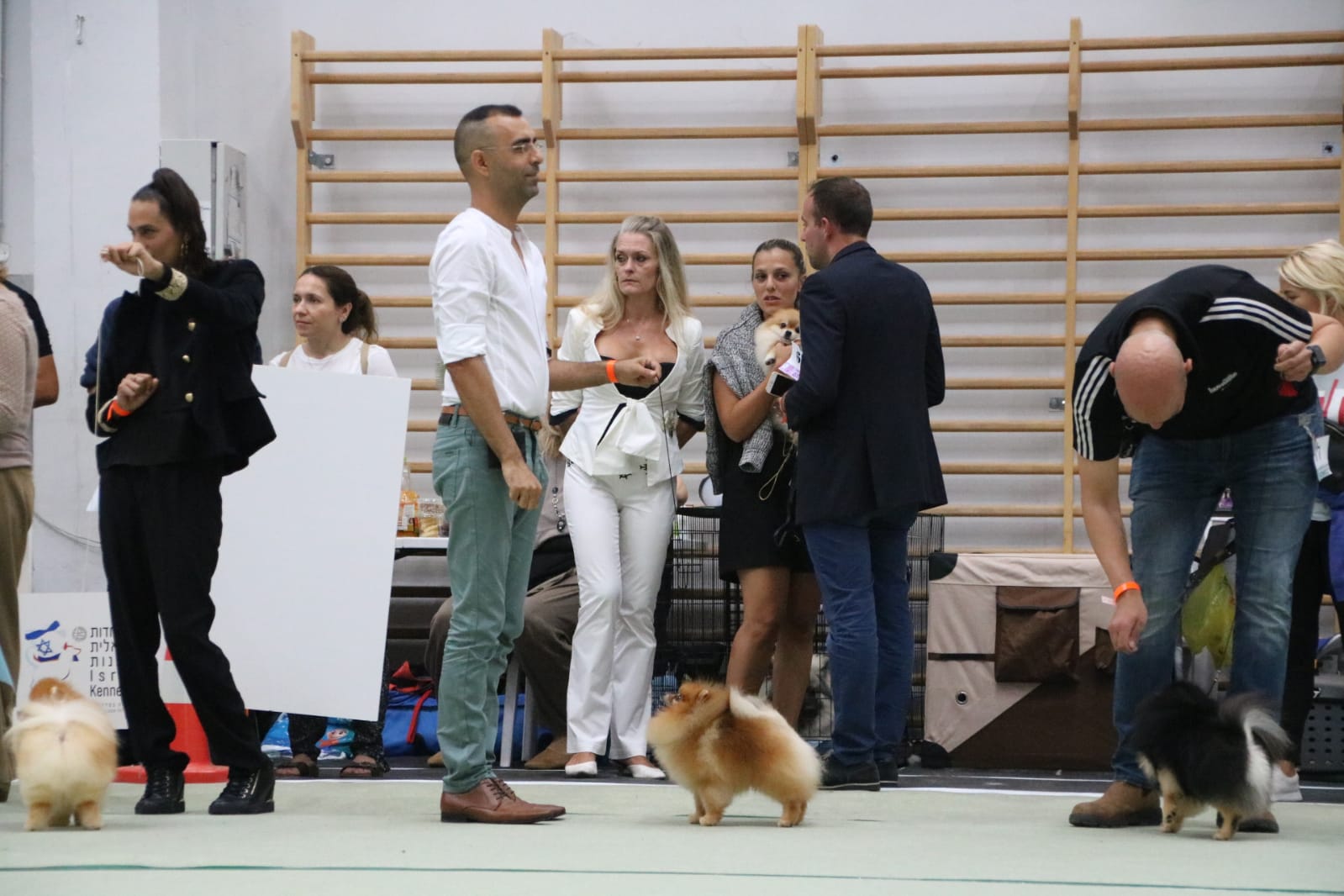 פומרניאן גזעי