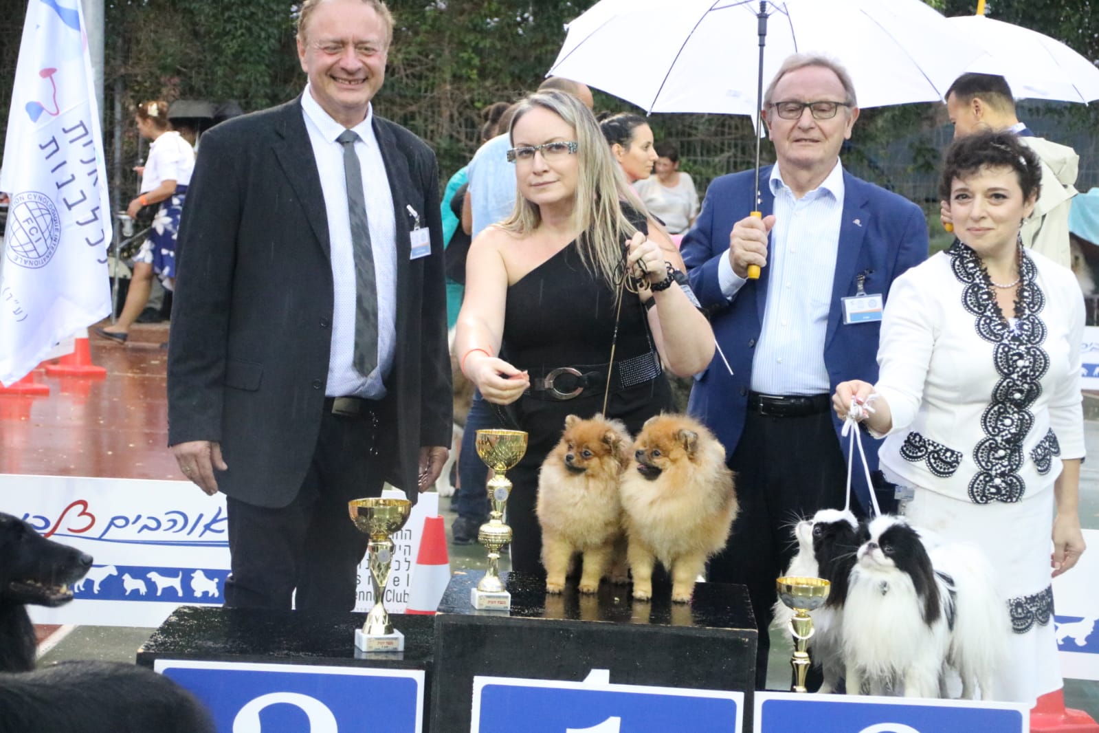 זוג פומרניאן